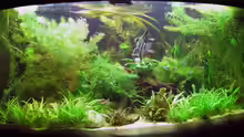 Aquarium Hauptansicht von Becken 10950
