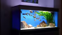 Aquarium Hauptansicht von Becken 10971