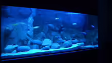 Aquarium Hauptansicht von Becken 11118