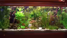Aquarium Hauptansicht von Becken 11159