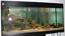 Aquarium Hauptansicht von Becken 113