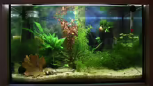 Aquarium Hauptansicht von Becken 11314