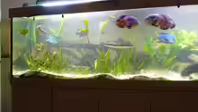 Aquarium Hauptansicht von Becken 11409