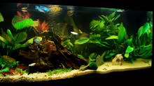 Aquarium Hauptansicht von Becken 11438