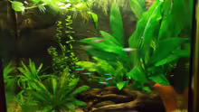 Aquarium Hauptansicht von Becken 11600