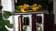 Aquarium Hauptansicht von Becken 117