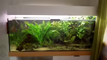 Aquarium Hauptansicht von Becken 11731