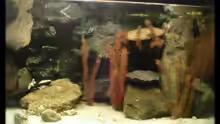 Aquarium Hauptansicht von Becken 118