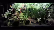 Aquarium Hauptansicht von Becken 12054