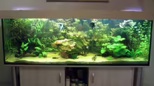 Aquarium Hauptansicht von Becken 12421