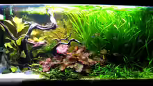 Aquarium Hauptansicht von Becken 12605