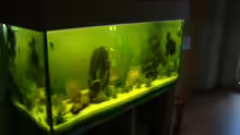 Aquarium Hauptansicht von Becken 12959
