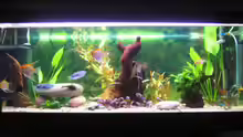 Aquarium Hauptansicht von Becken 13278