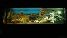 Aquarium Hauptansicht von Becken 13495