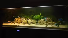 Aquarium Hauptansicht von Becken 17579