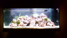 Aquarium Hauptansicht von Becken 187