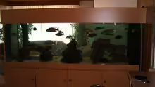 Aquarium Hauptansicht von Becken 196