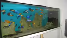 Aquarium Hauptansicht von Becken 2033