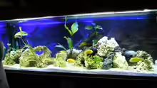 Aquarium Hauptansicht von Becken 2047