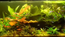 Aquarium Hauptansicht von Becken 20626