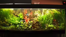 Aquarium Hauptansicht von Becken 2091
