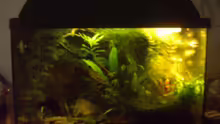 Aquarium Hauptansicht von Becken 2215