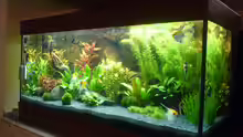 Aquarium Hauptansicht von Becken 22527