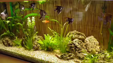 Aquarium Hauptansicht von Becken 22559