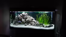 Aquarium Hauptansicht von Becken 233