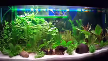 Aquarium Hauptansicht von Becken 2337