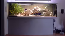 Aquarium Hauptansicht von Becken 234