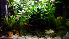 Aquarium Hauptansicht von Becken 23437