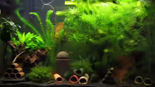 Aquarium Hauptansicht von Becken 240l