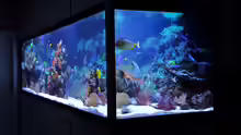Aquarium Hauptansicht von Becken 24291