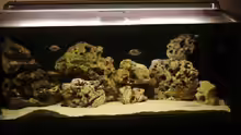 Aquarium Hauptansicht von Becken 243