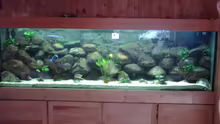 Aquarium Hauptansicht von Becken 2435