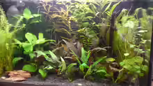 Aquarium Hauptansicht von Becken 25217