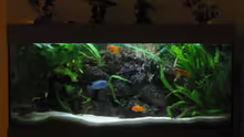 Aquarium Hauptansicht von Becken 254