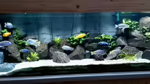 Aquarium Hauptansicht von Becken 25557