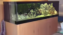 Aquarium Hauptansicht von Becken 256