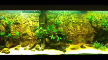 Aquarium Hauptansicht von Becken 25933