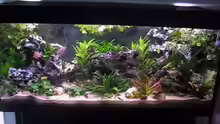 Aquarium Hauptansicht von Becken 2603