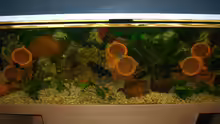 Aquarium Hauptansicht von Becken 2679