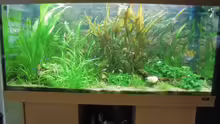 Aquarium Hauptansicht von Becken 27534