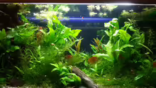 Aquarium Hauptansicht von Becken 27590