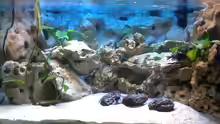 Aquarium Hauptansicht von Becken 2847