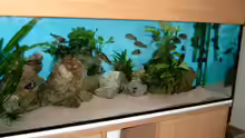 Aquarium Hauptansicht von Becken 295