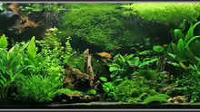 Aquarium Hauptansicht von Becken 2964