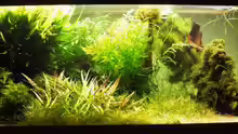 Aquarium Hauptansicht von Becken 300