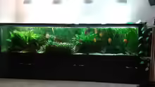 Aquarium Hauptansicht von Becken 30006